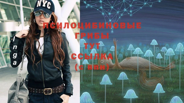 гашик Тайга